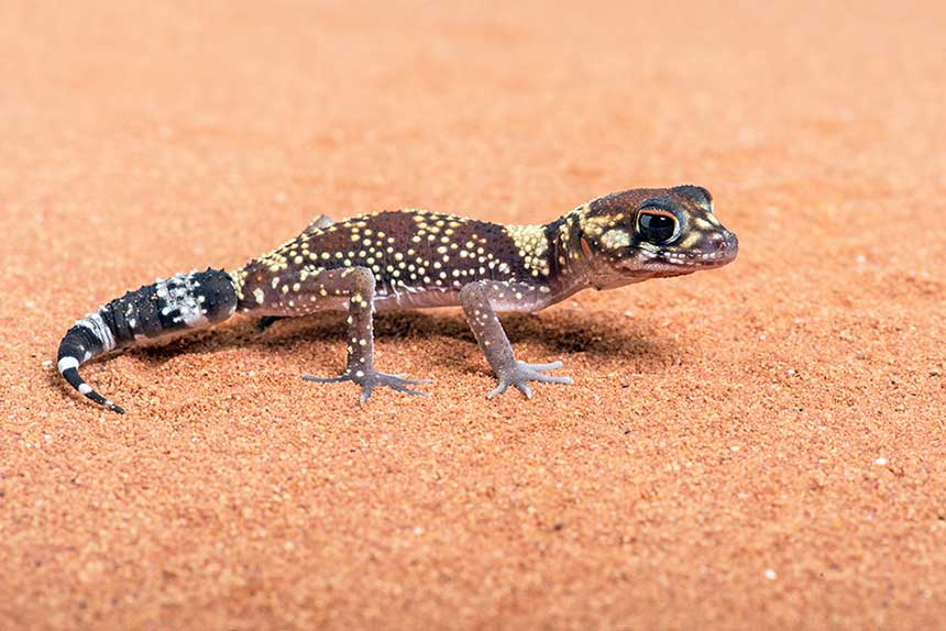 Hübscher Gecko auf sandigem Untergrund