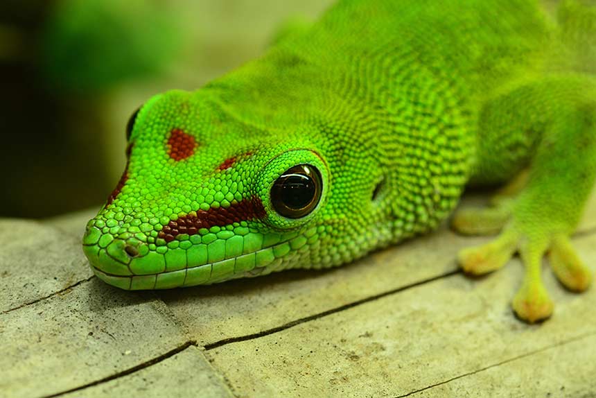 Hübsch gefärbter Madagaskar Taggecko in Nahaufnahme 
