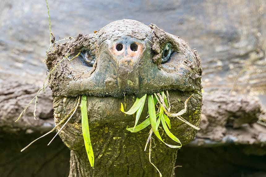 Galapagos Riesenschildkröte mit einem Büschel Gras im Maul