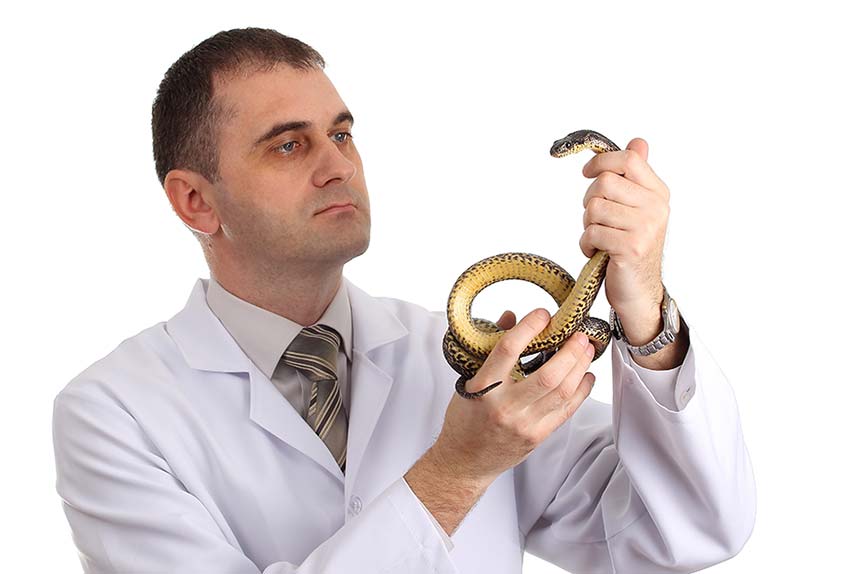 Tierarzt untersucht eine Schlange