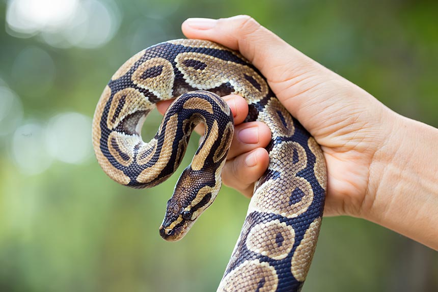 Junge Boa oder Python wird in der Hand gehalten