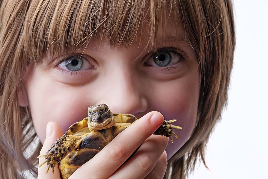Mädchen hält sich eine Griechische Landschildkröte an den Mund