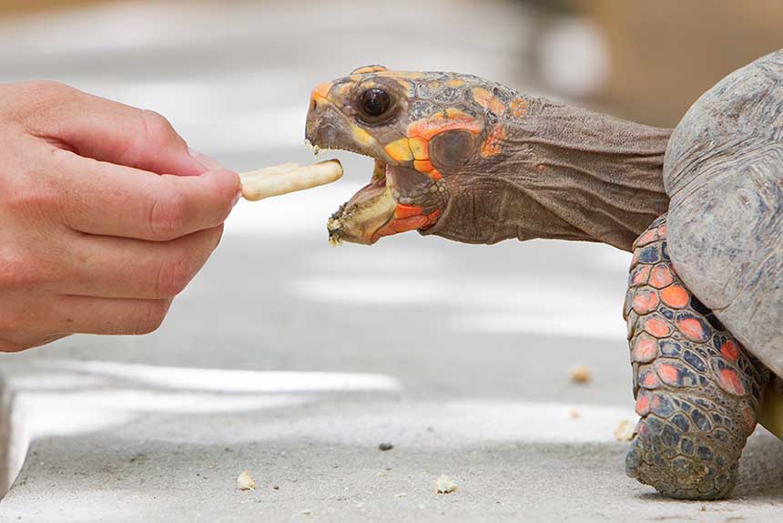 Köhlerschildkröte (Geochelone carbonaria) wird von Hand gefüttert