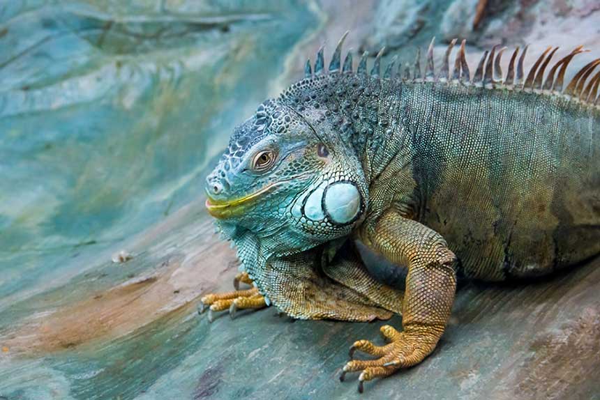Prachtvoller, aber leider übergewichtiger Grüner Leguan (Iguana iguana)