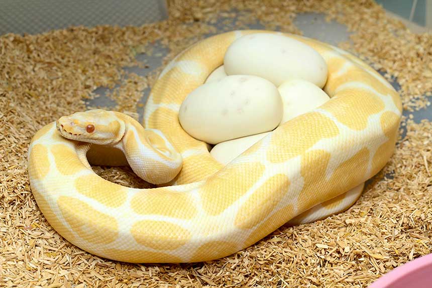 Albino Boa oder Python umschlingt ihr Eigelege