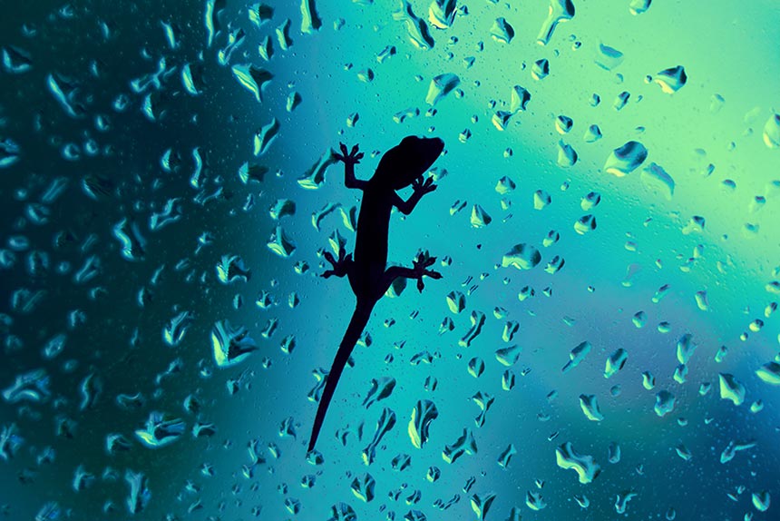 Gecko leckt Wassertropfen von einer feuchten Glasscheibe