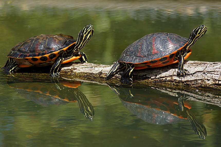 2 Amerikanische Wasserschildkröten im natürlichen Lebensraum