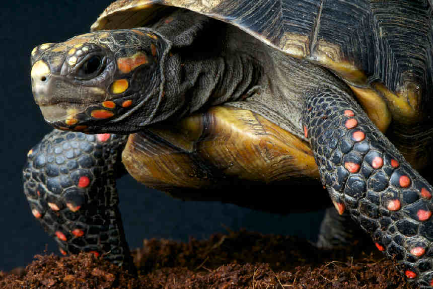 Köhlerschildkröte