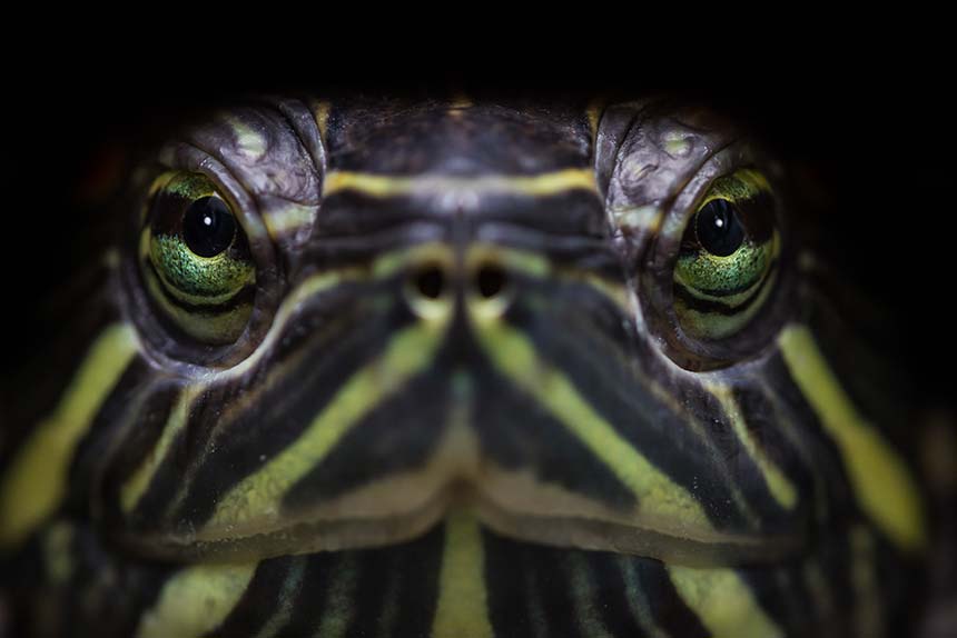Gelbwangen-Schmuckschildkröte Nahaufnahme