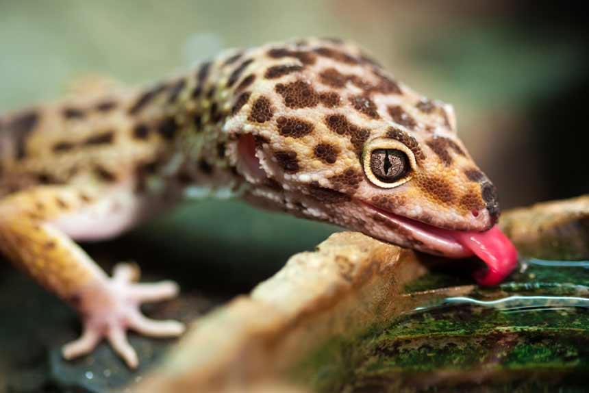 Leopardgecko trinkt