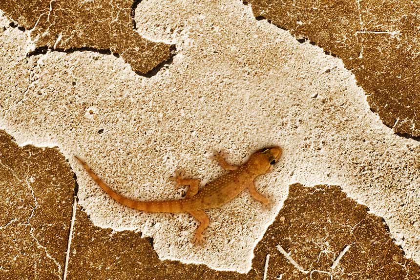 Lizard sitting on stone surface