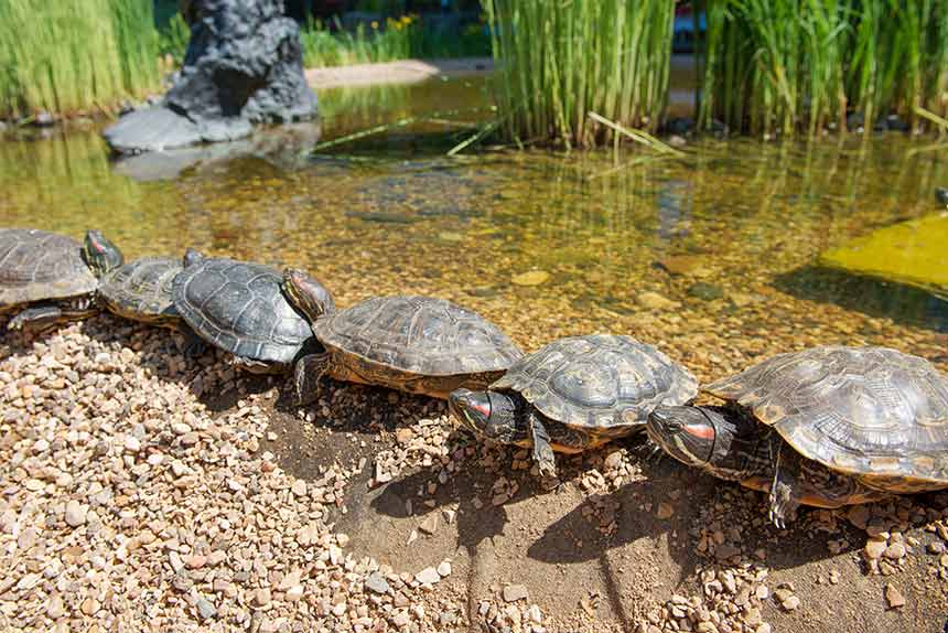 Wasser-schildkröten Gruppe am Teich