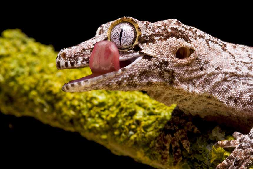 Gargoyl-Gecko hat Appetit