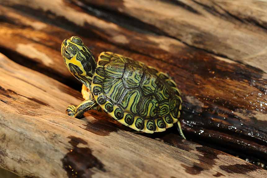 Junge Schmuckschildkröte