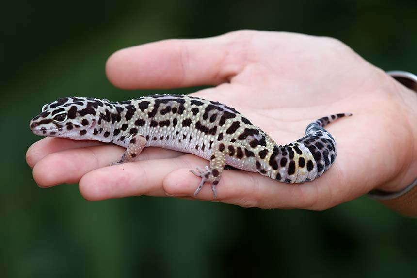 Leopardgecko wird in der Hand gehalten